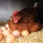 Както родени пилета, пилешки