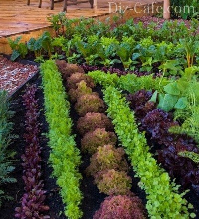 Как да направите красиви легла за зеленчуци в лятната си градина