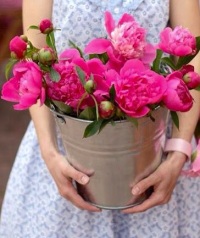 Как да запазим цветя божури, че е необходимо