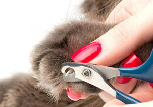 Как да се намали ноктите на котката и какви са недостатъците на тази процедура