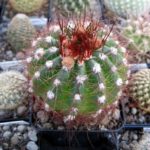 Cactus цъфтеж като честотата у дома, грижи, поливане, засаждане и презасаждане