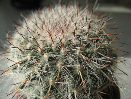Cactus цъфтеж като честотата у дома, грижи, поливане, засаждане и презасаждане