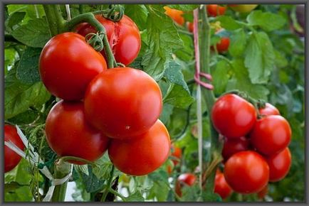 Как да се ускори появата на яйчниците и узряване на домати