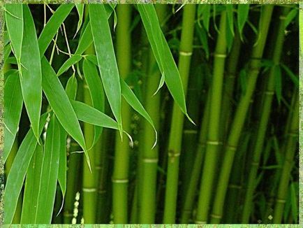 Как да се грижим за бамбук и да расте в градината