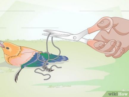 Как да се грижим за диви птици