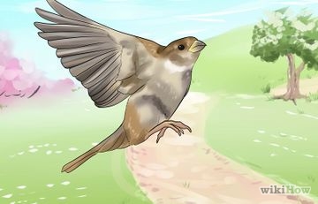 Как да се грижим за диви птици