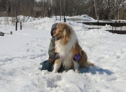 Какво да се получи куче