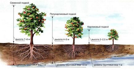 Как да изберем разсад плодни дървета 1