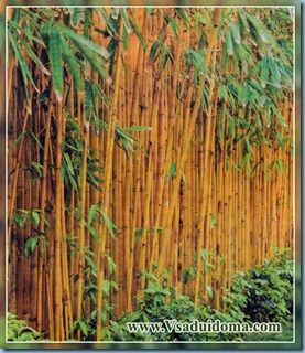 Как да расте бамбук, на мястото на градина, вила и стайни растения
