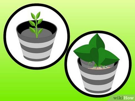 Как да расте стайни растения във вода (hydroculture)
