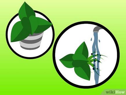 Как да расте стайни растения във вода (hydroculture)