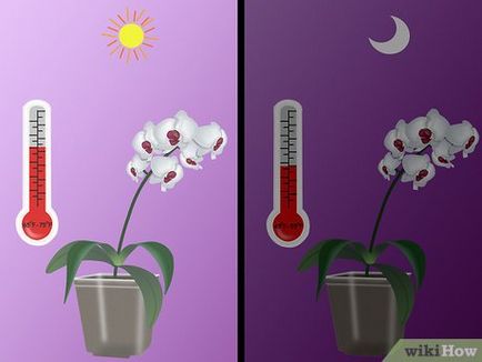 Как да растат орхидеи