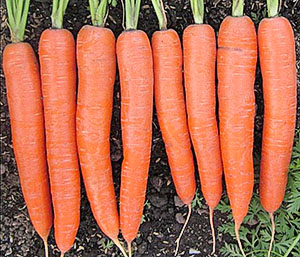 Как да расте голяма моркови видео mitlayderu
