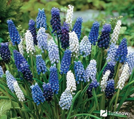 Как да расте един дом Muscari