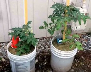 Как да растат краставици в цевта, pro100ogorod