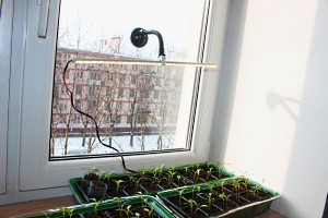 Как да растат домати на перваза на прозореца, основната вила