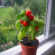 Как да растат домати на перваза на прозореца, основната вила
