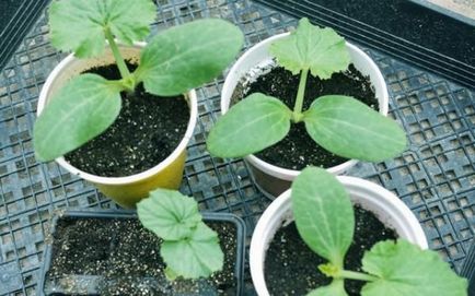 Как да расте разсад от пъпеш семена и разсад отглеждане на пъпеши