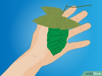 Как да расте хмел за варене