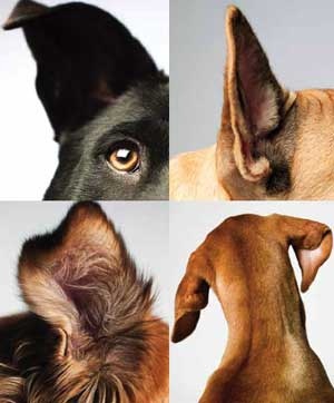 Как се отразява на външния вид на поведението на кучетата, което човешкото куче