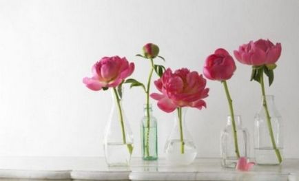Как да съхранявате божури 5 начина да се удължи цъфтежа във ваза