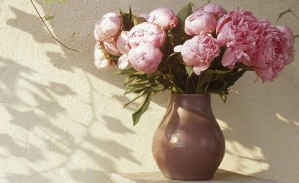 Как да съхранявате божури 5 начина да се удължи цъфтежа във ваза
