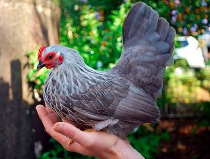 Джудже пилета порода с описание на най-5, фото и видео