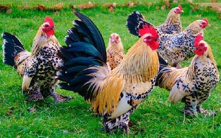 Джудже пилета порода с описание на най-5, фото и видео