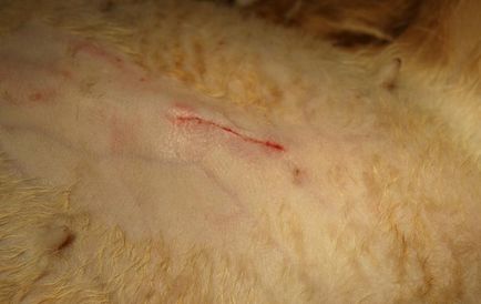 Кастрация и стерилизация на котки, вие трябва да знаете за тази процедура