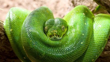 Защо мечтата на ухапване от змия като 🔮🌙 connik - ухапване от змия