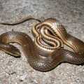 Защо мечтата на ухапване от змия като 🔮🌙 connik - ухапване от змия