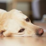 Клещи в Кучета - Симптоми и как да се получи