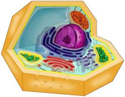 растителната клетка