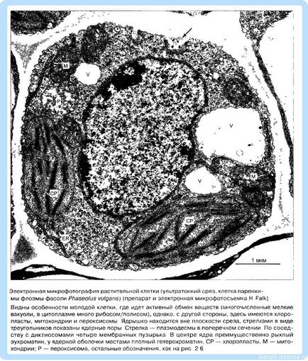 растителни клетки, отдалечени уроци