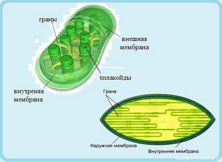 растителни клетки, отдалечени уроци