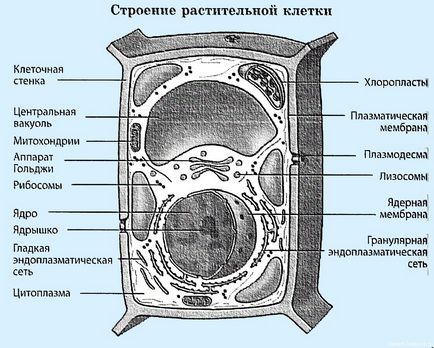 растителни клетки, отдалечени уроци