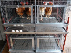 Клетки за кокошки носачки параметри и производствени функции