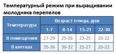 Клетки за пъдпъдъци собствените си ръце чертежи, схеми, съвети