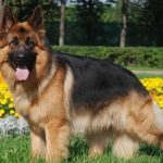 Прякори на кучета от едри породи (50 снимки) за германския Овчарчето, за борба с чувство за деца