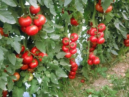 Кога и как правилно да се намалят в доведени деца домати