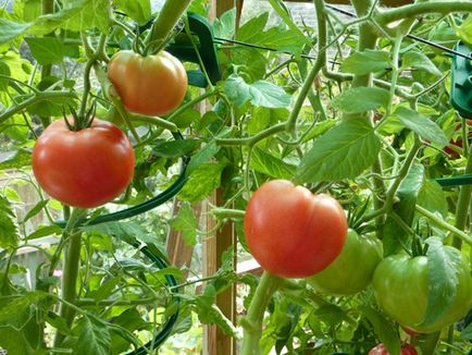 Кога да засадят домати в оранжерията, както на земята и се скъса, се събират на плодните,