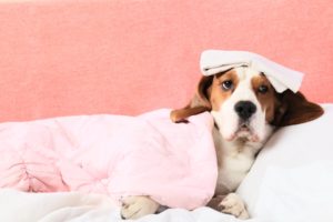 Колит в Кучета - причини, симптоми и лечение