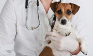 Колит в Кучета - причини, симптоми и лечение