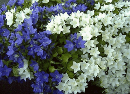 Bluebells цветя, красиви идеи за градината