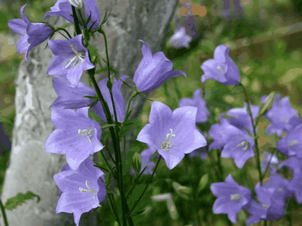 Bluebells цветя, красиви идеи за градината