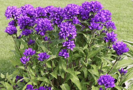Bluebells цветя, красиви идеи за градина (звънец) acervuline на Bluebells цветя, красиви идеи за градината