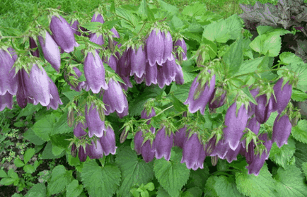 Bluebells цветя, красиви идеи за градината