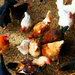 Храна за кокошки носачки с изпитани ръцете си рецепти