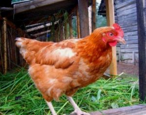 Храна за кокошки носачки цена на крайния продукт и домашно приготвени
