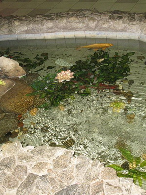 Съставите от саксийни растения на вода в закрит култивирането, и езерото водната градина изобразени